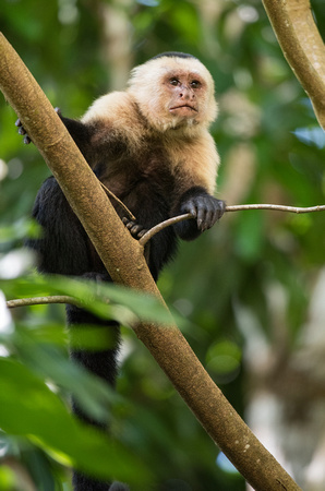 The Costa Rican Capuchin