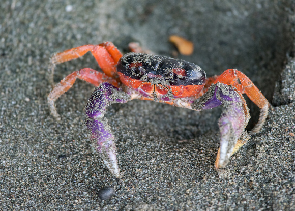 Happy Halloween Crab!
