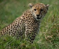 The Face of a Cheetah