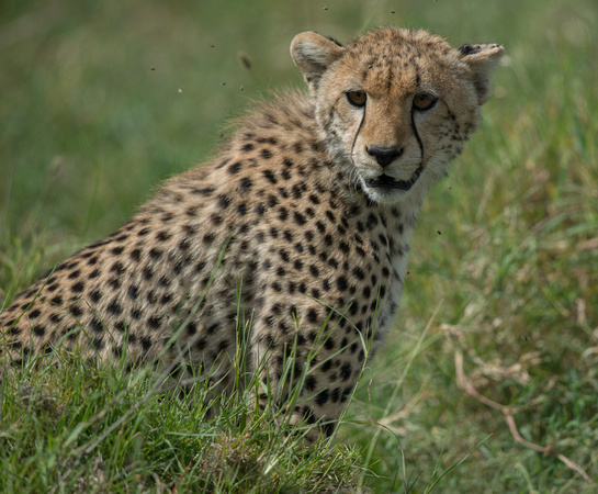 The Face of a Cheetah