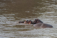 Hippo Back Ride