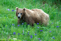 A Flowered Grizzly