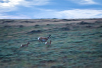 Antelope in Motion