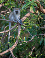 Monkeys of Manyara 2