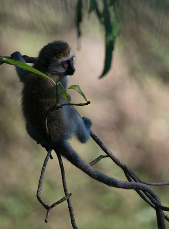 Monkeys of Manyara 3