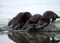 Otter Plunge