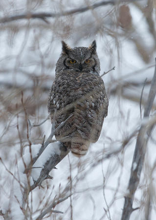Winter Owl in Cottonwood