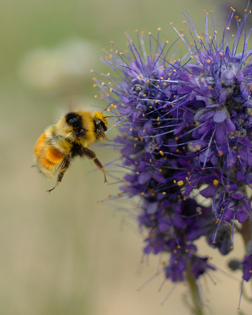 Bee on Purple Fringe