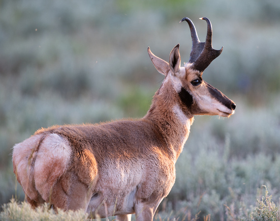 Red Canyon Antelope