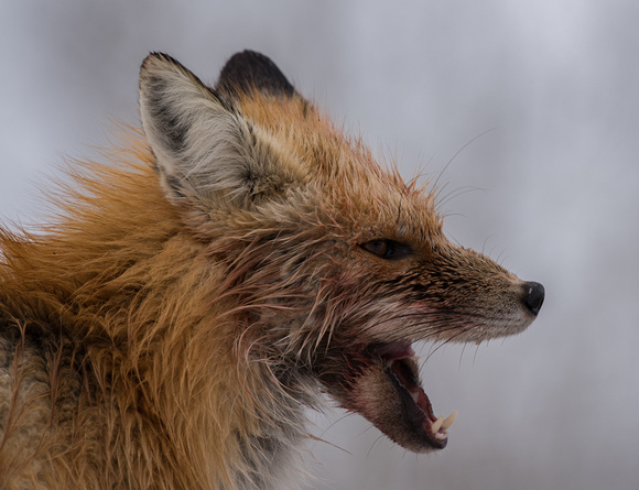 Red Fox, Red Face