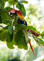 Snacking Scarlet Macaw