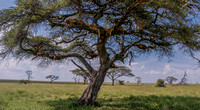 Pride of the Serengeti