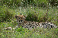 Cheetah Napping