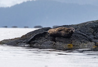 Day in the Life of an Alaskan Harbor Seal
