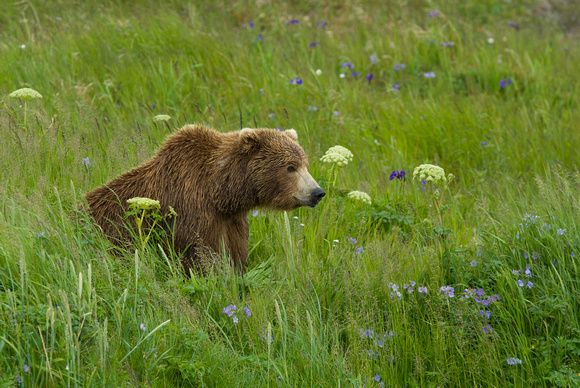 Wild Bear, Wild Flowers