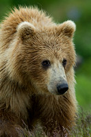 Alaskan Grizzly