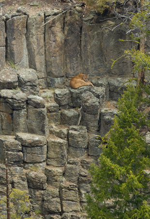 Lion on Basalt