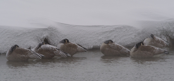 Frosty Geese