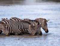 Zebras at the Watering Hole