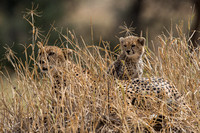 Cheetah Rest