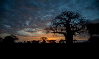 Baobab Silhouette
